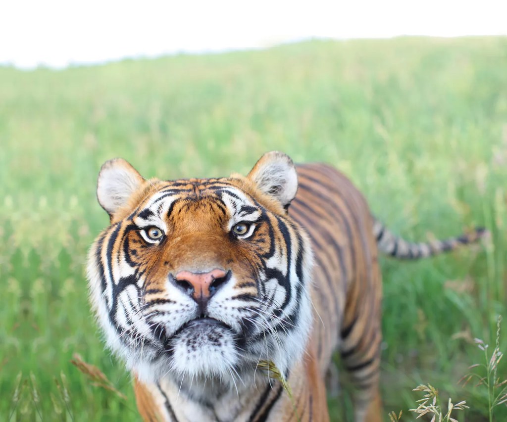 A tiger in the grass