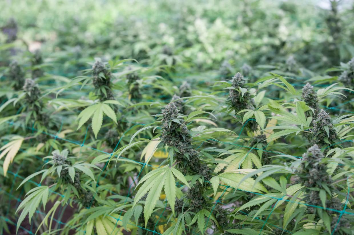 Marijuana from Steel City Meds has been recalled for mold and impormper testing