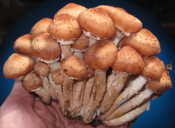 Magic mushrooms can be legally grown in a private residence in Colorado.