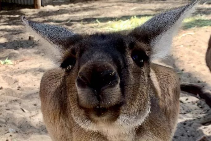 kangaroo outdoors