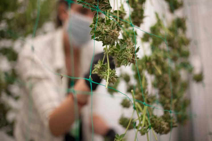 Woman with mask on trims cannabis