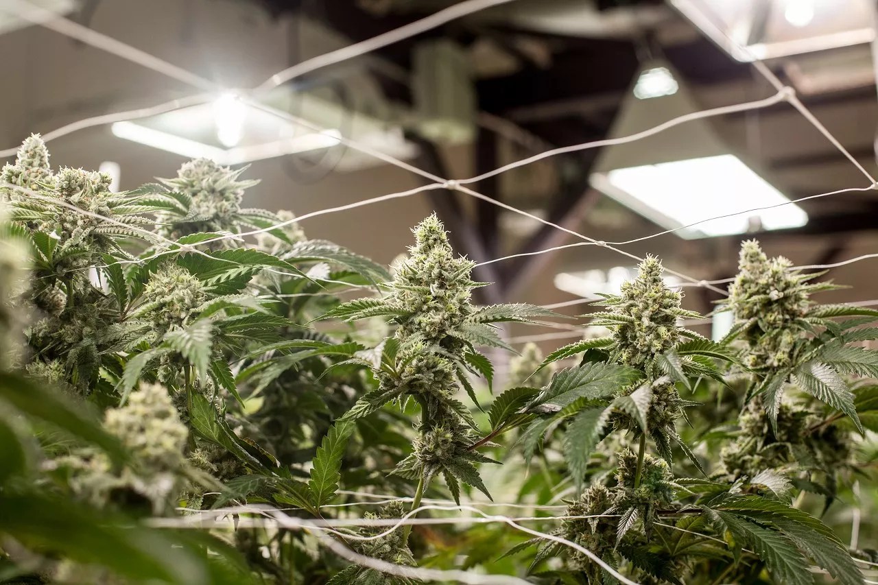 An indoor marijuana growing operation in Colorado