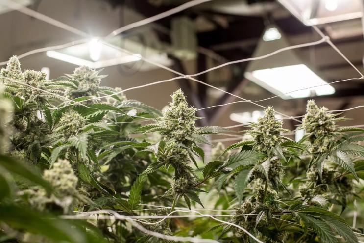 Marijuana plants grow indoors under a light