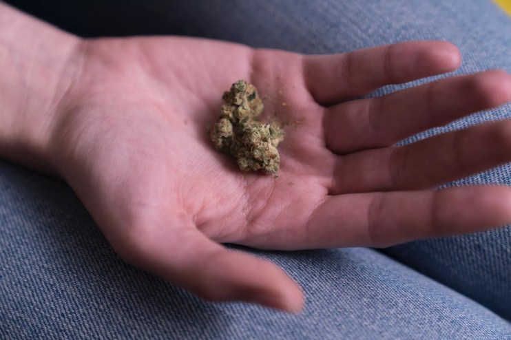 A single cannabis bud