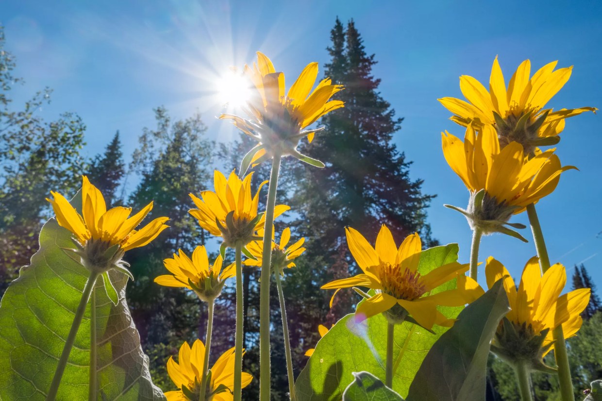 sunflowers