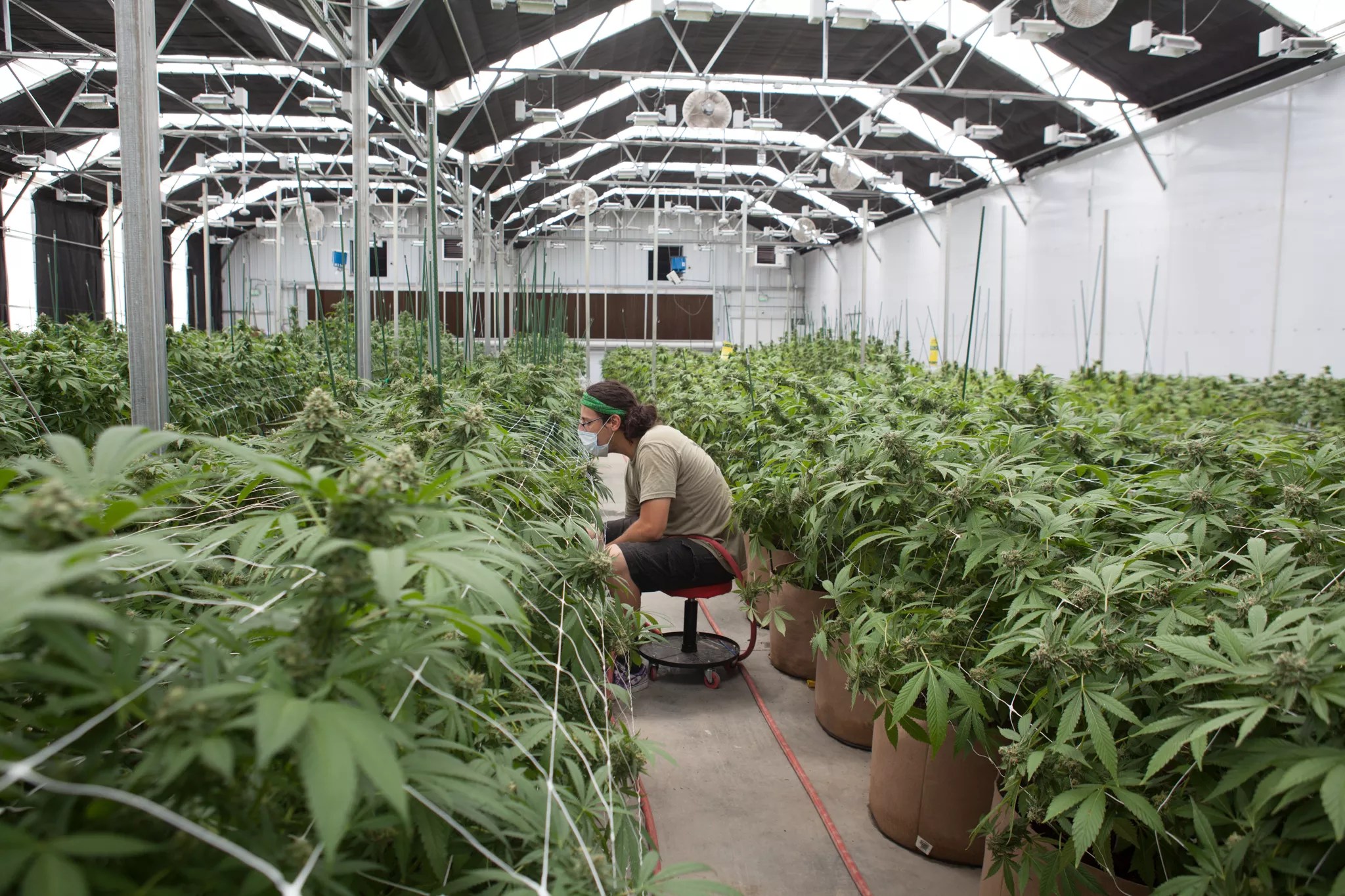 Inside a marijuana cultivation green house in Colorado