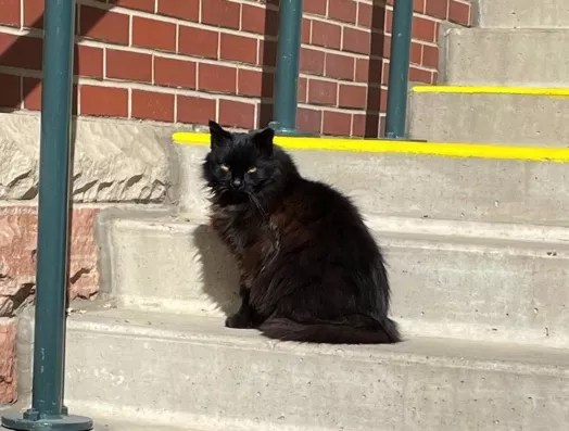 cat