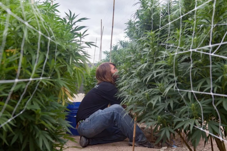 A growing operation worker tends to marijuana plants in Pueblo County, Colorado