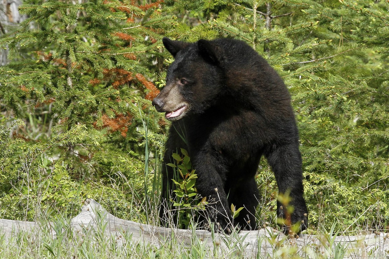 Bears Are Having a Moment, Crashing Aspen Kitchens, Weddings, Mudrooms and Wildlife Sanctuaries