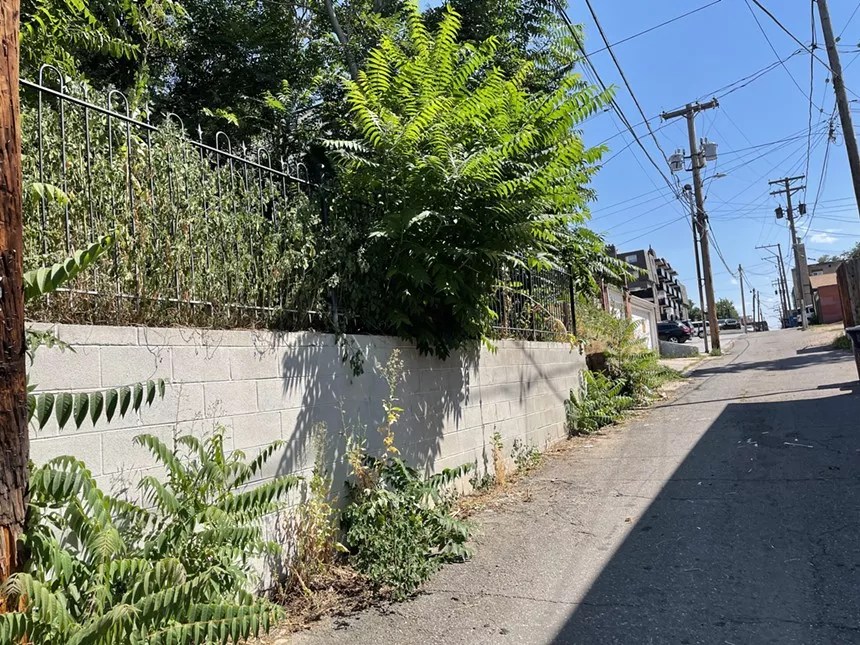 weeds in Denver alley