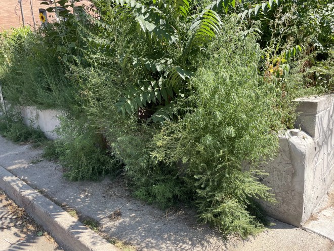 Weeds growing in Denver, Colorado, which got hit with heavy rain in early summer.