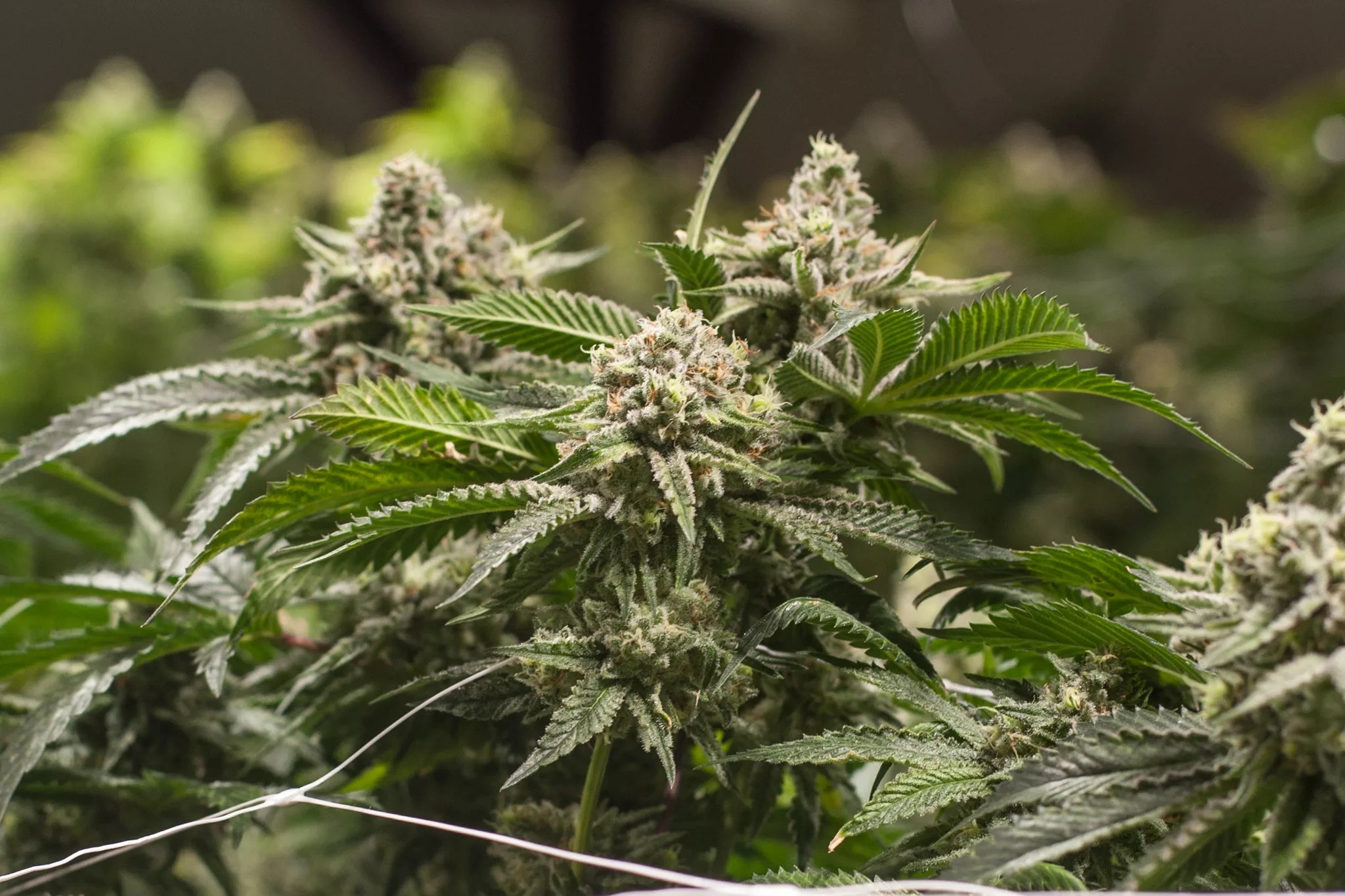 A marijuana plant blooms inside of a Colorado growing facility.