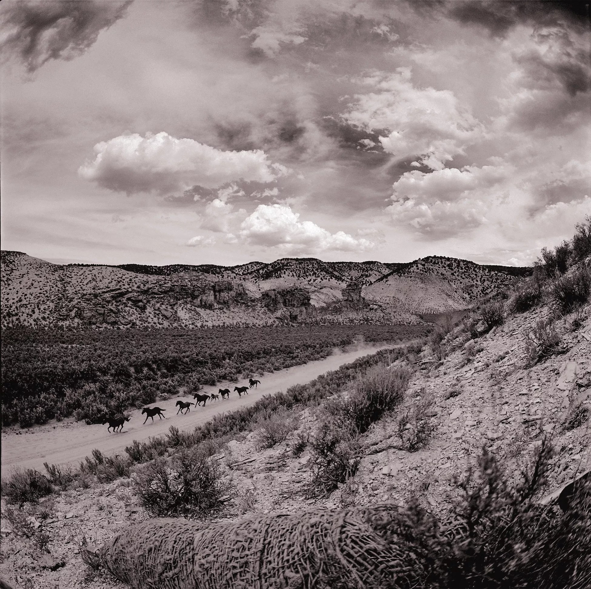 wild horses in the west