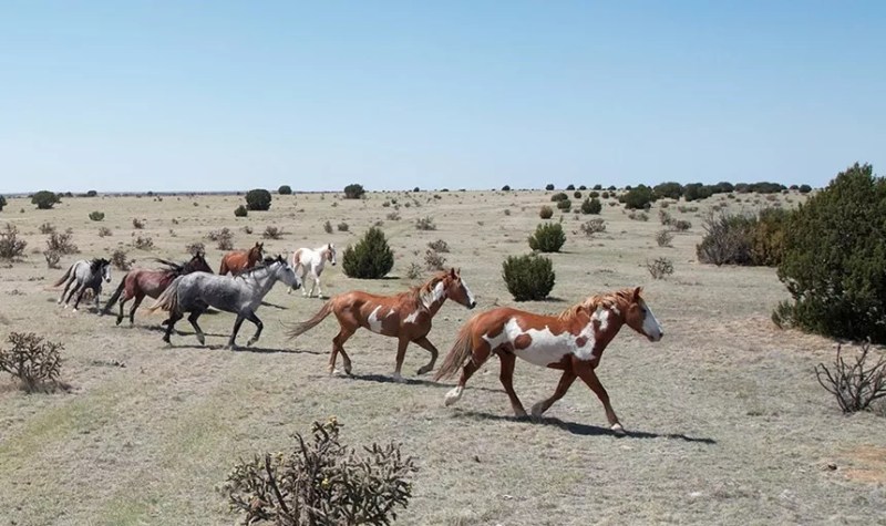 wild horses on the plains