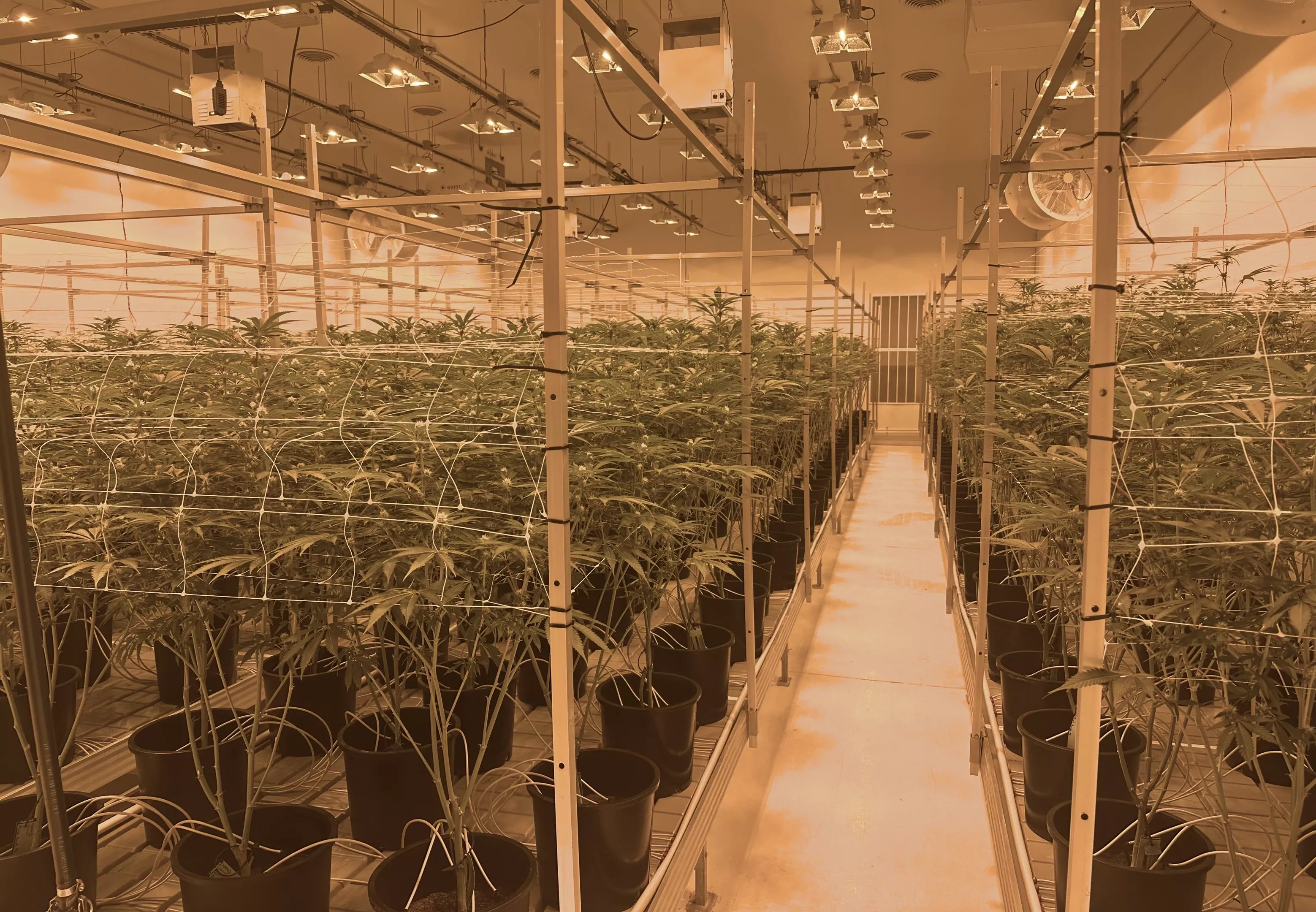 Cannabis plants grow indoors