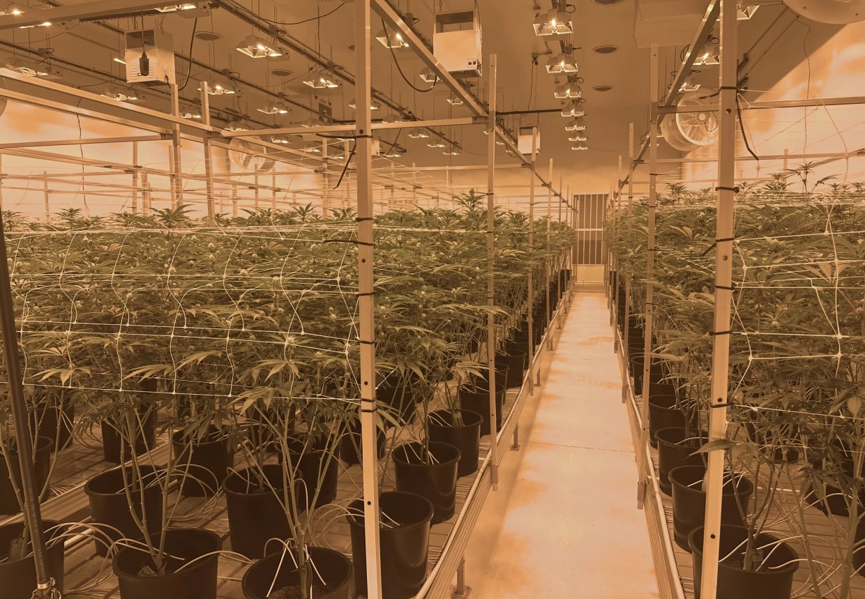Cannabis plants grow indoors