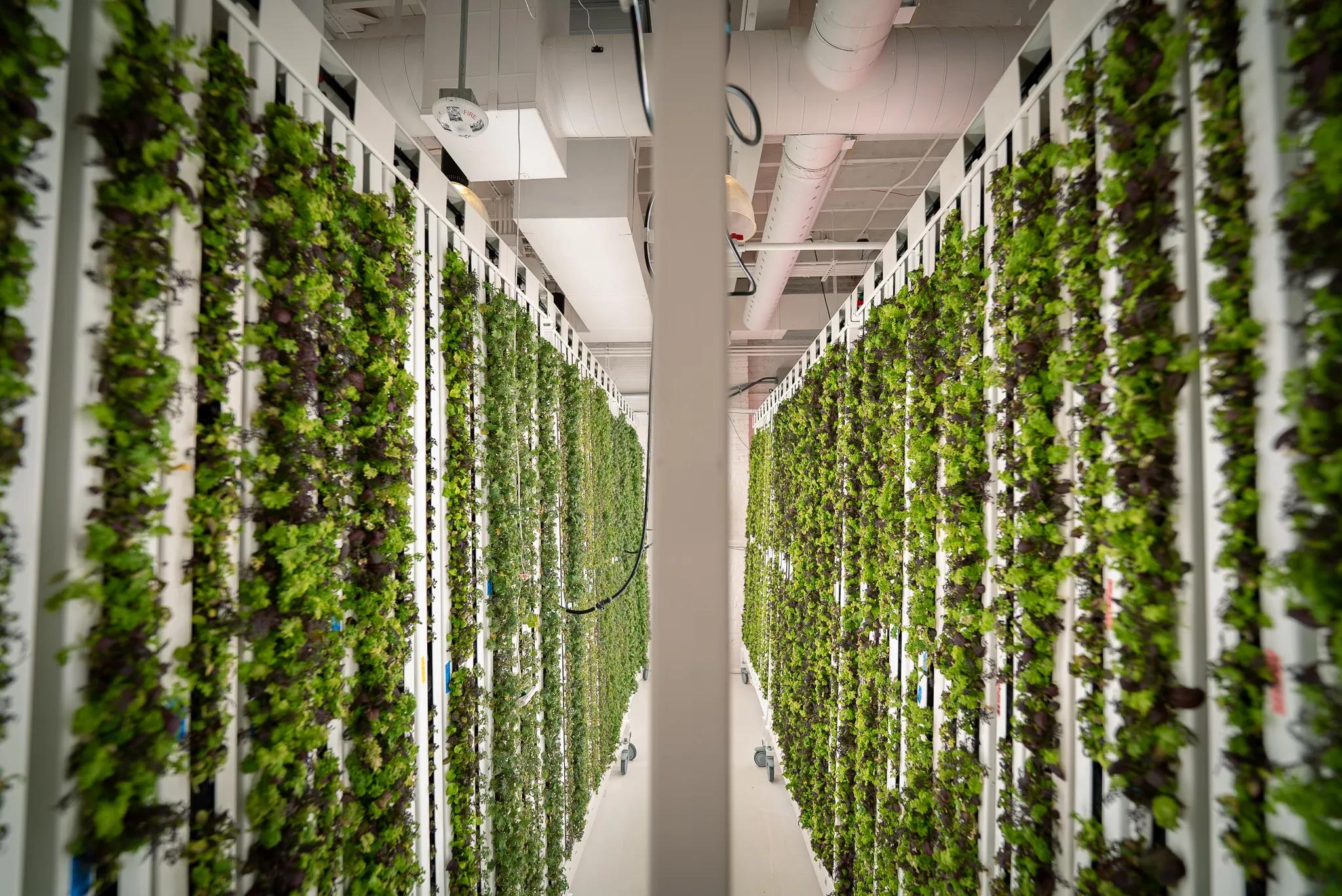 greens growing on a vertical garden