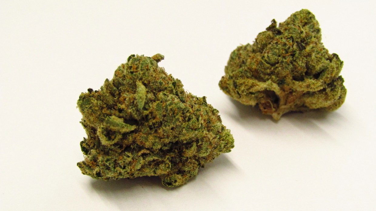 Dolato cannabis strain