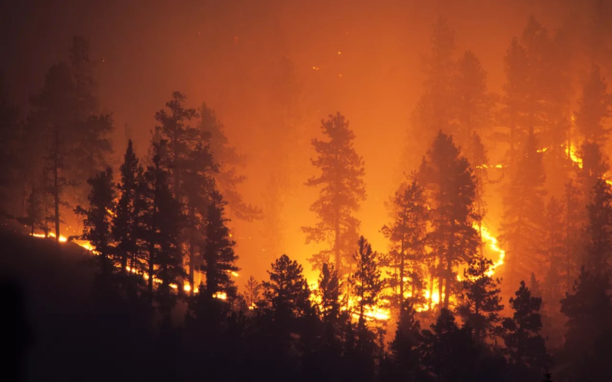 mountain fire burning trees