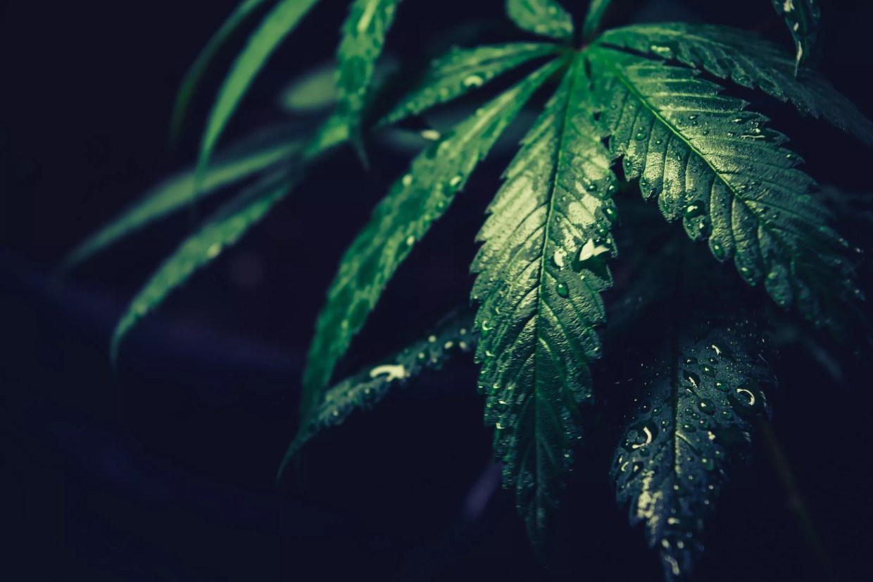 Wet marijuana leaves in the dark