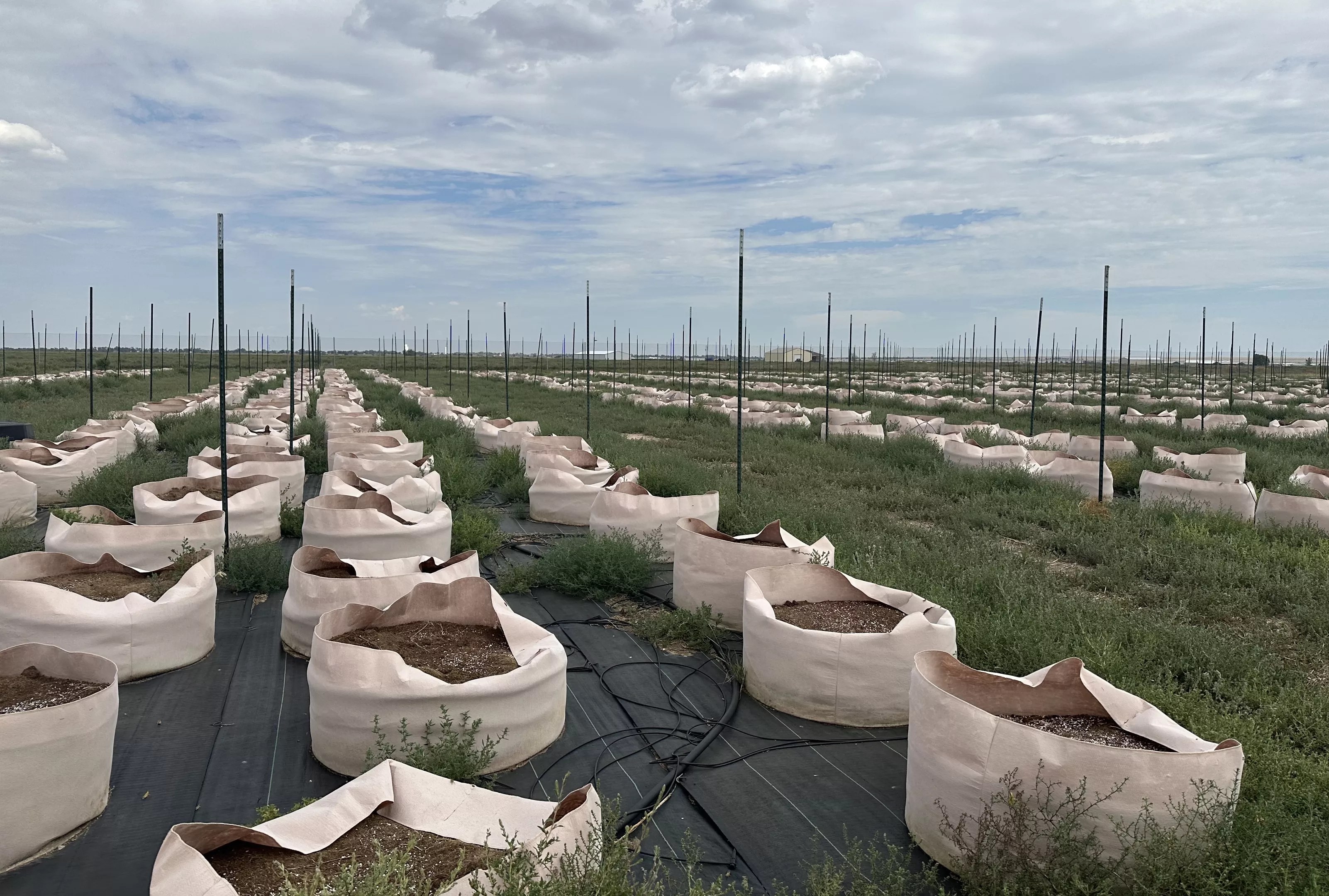 A southern Colorado cannabis farm ruined by grasshoppers