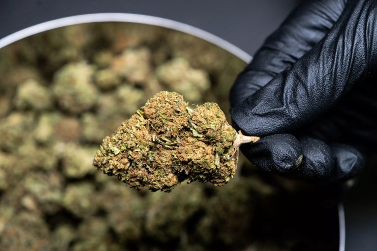 A gloved hand holds a cannabis bud over a weed jar
