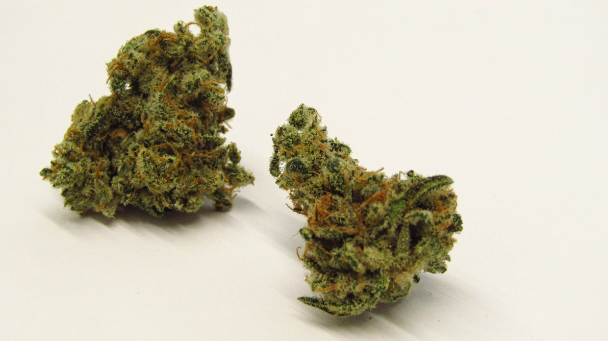 Cherry Lime Soda cannabis strain