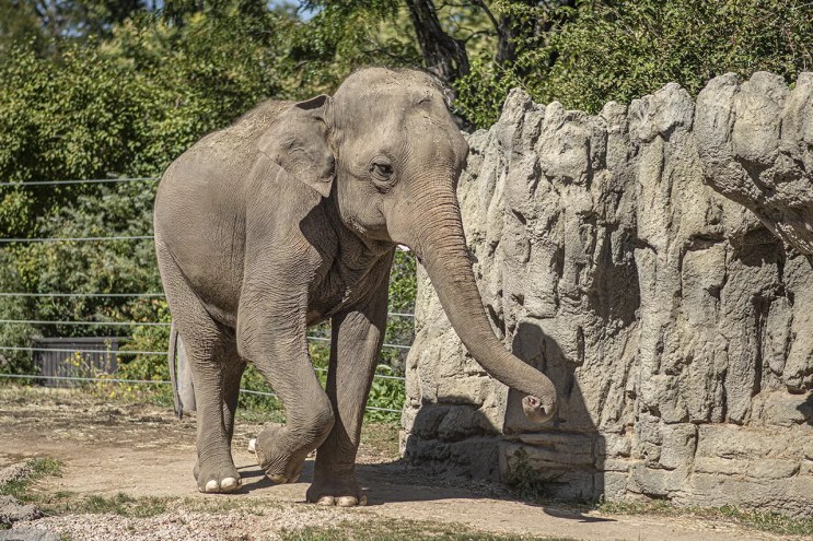 elephant outside at zoo