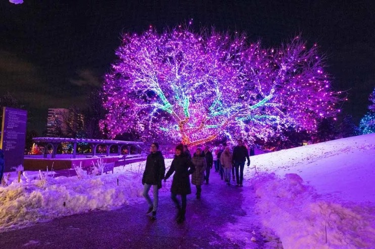 holiday lights in trees