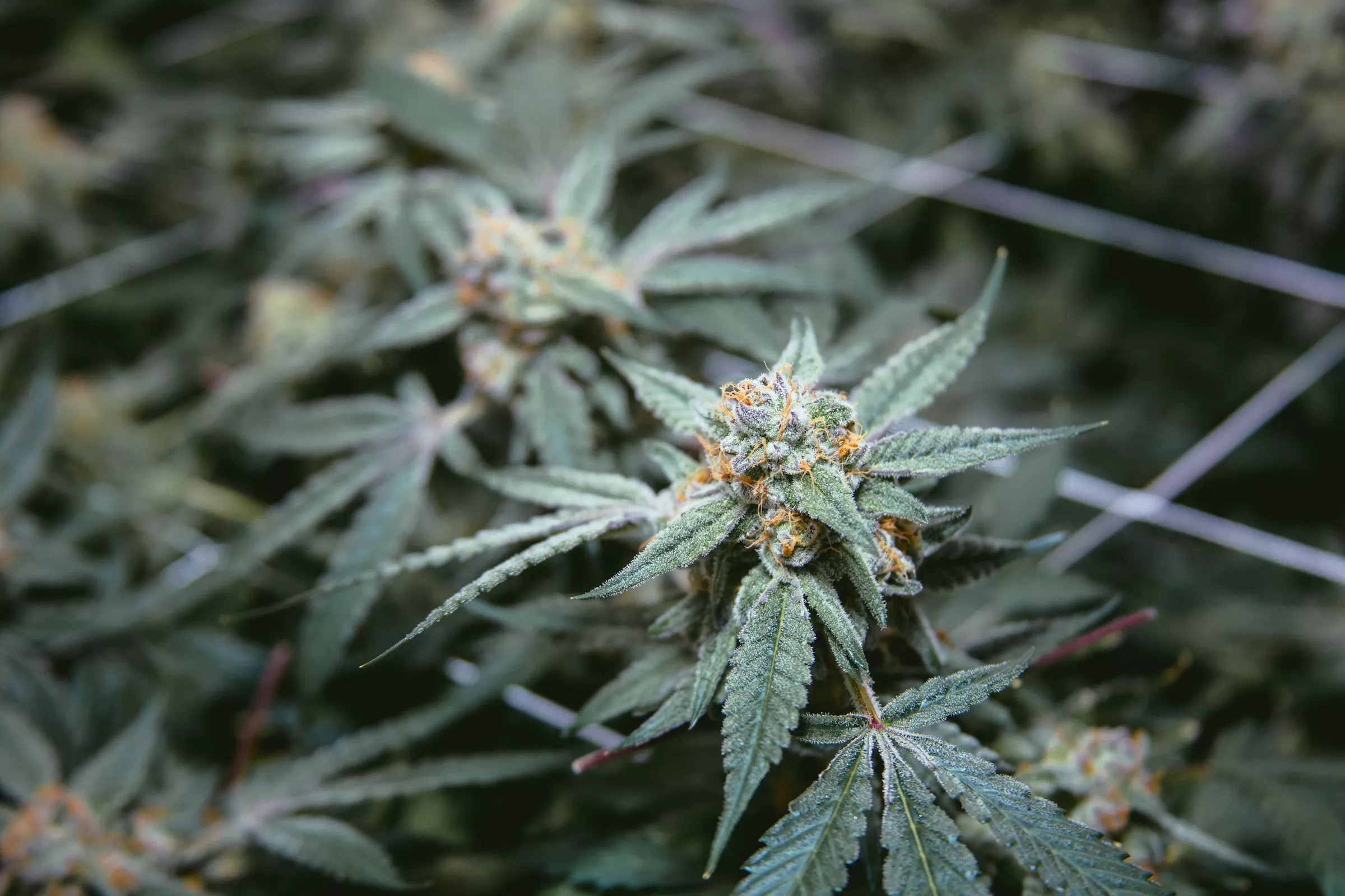 Budding cannabis plants under indoor lights