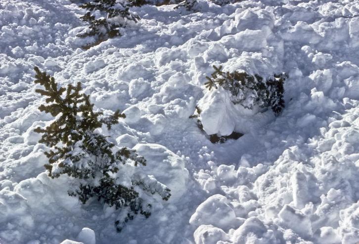 trees in avalanche