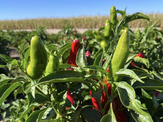 a chile plant