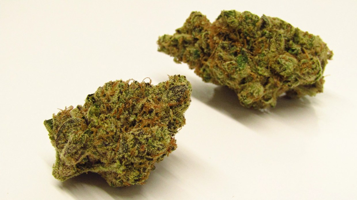 Sudz marijuana buds