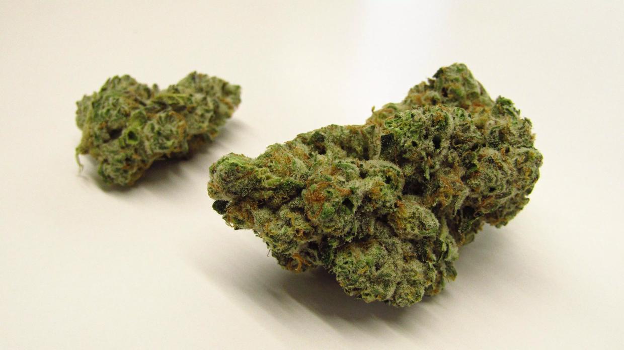 Large green marijuana bud, Mr. Nasty