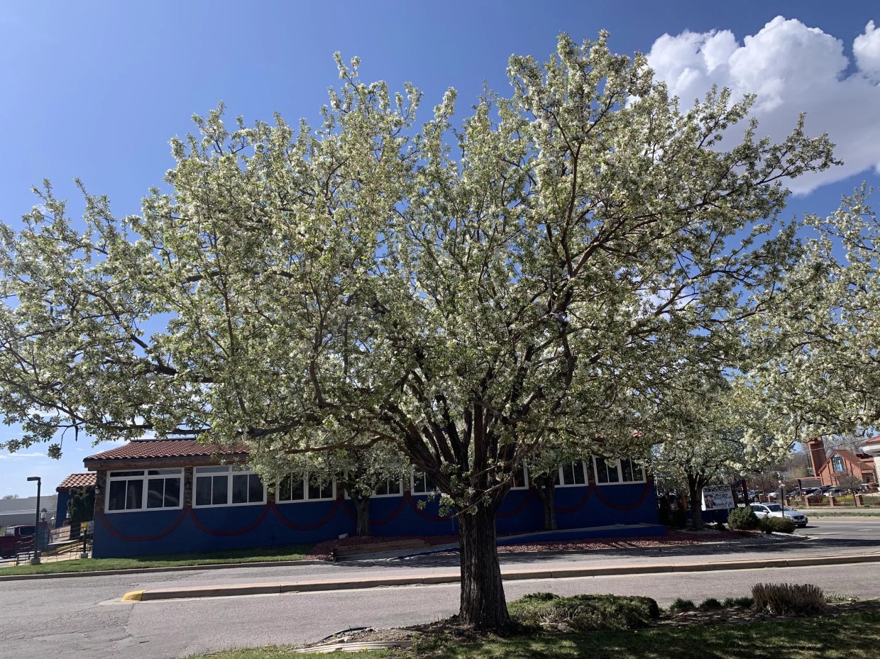 callery pear