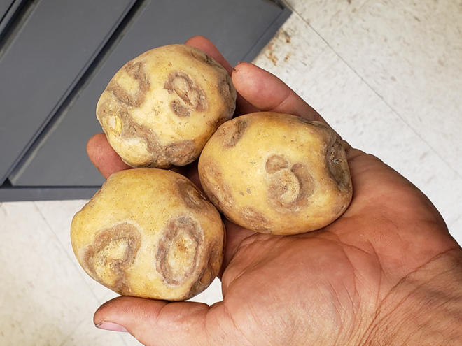 hand holding three potatoes
