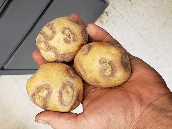 hand holding three potatoes