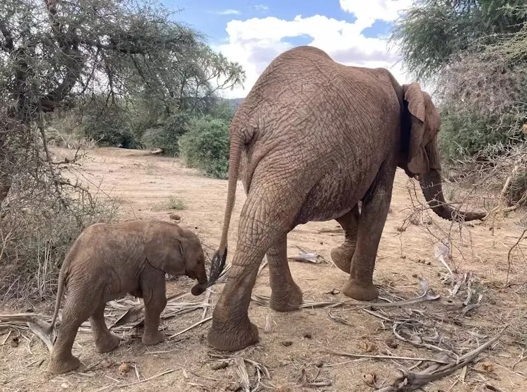 two elephants on land