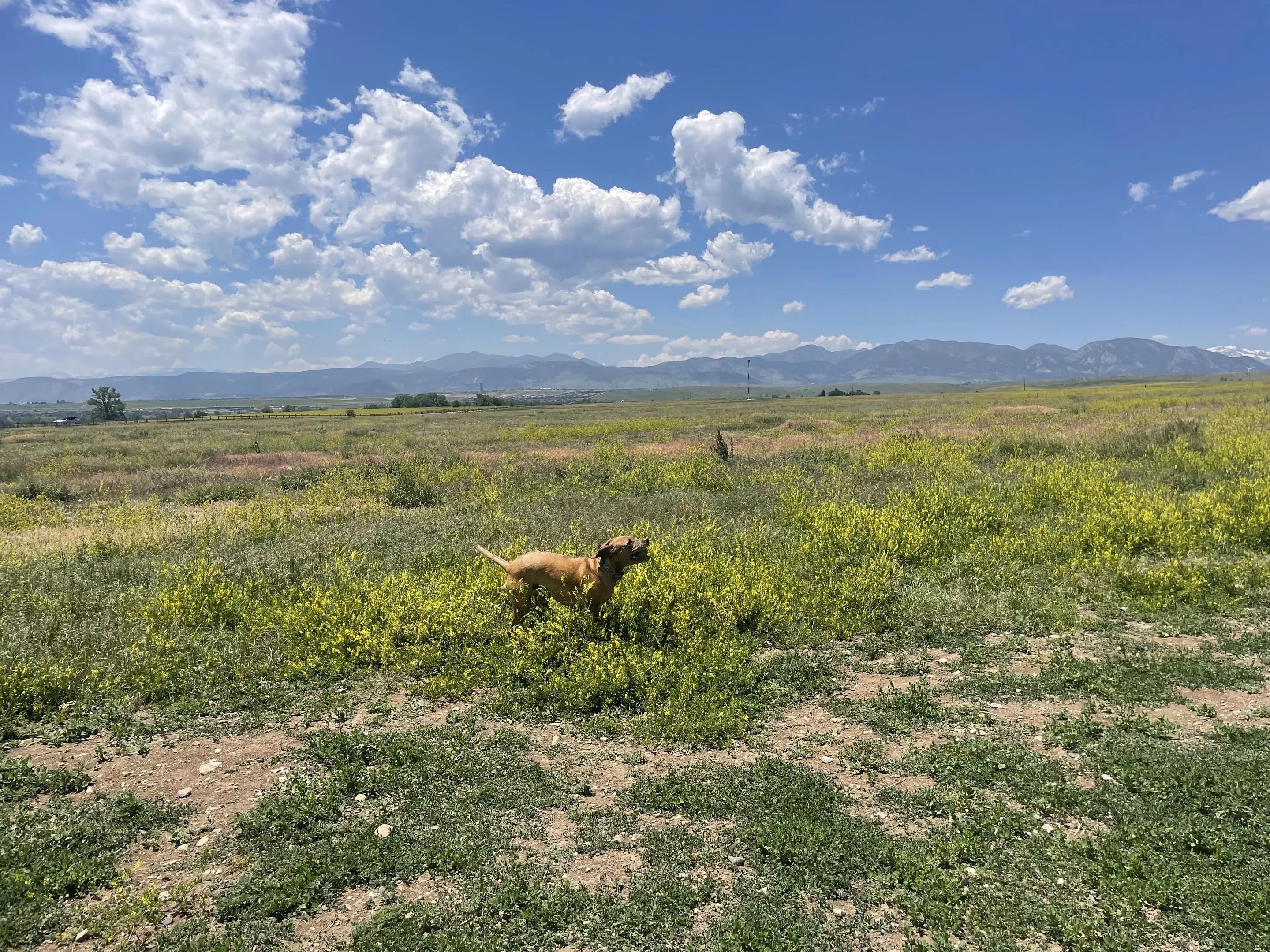 Dog in open field