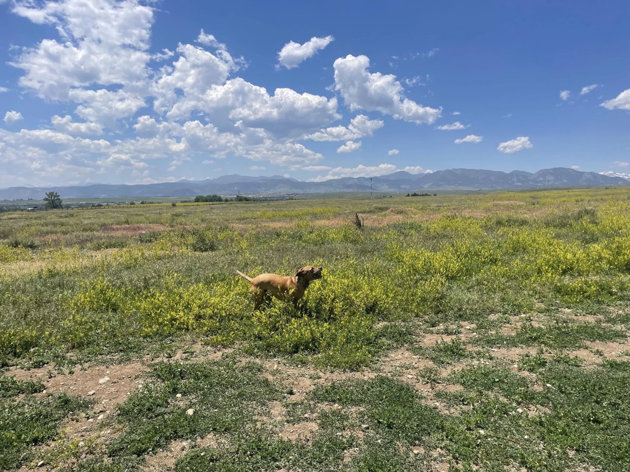 Dog in open field