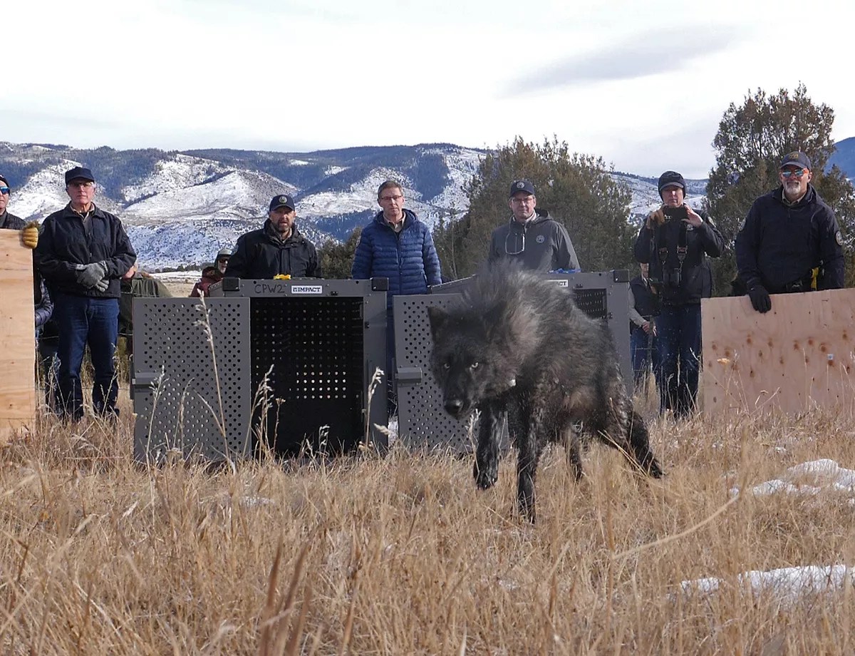 men and a wolf