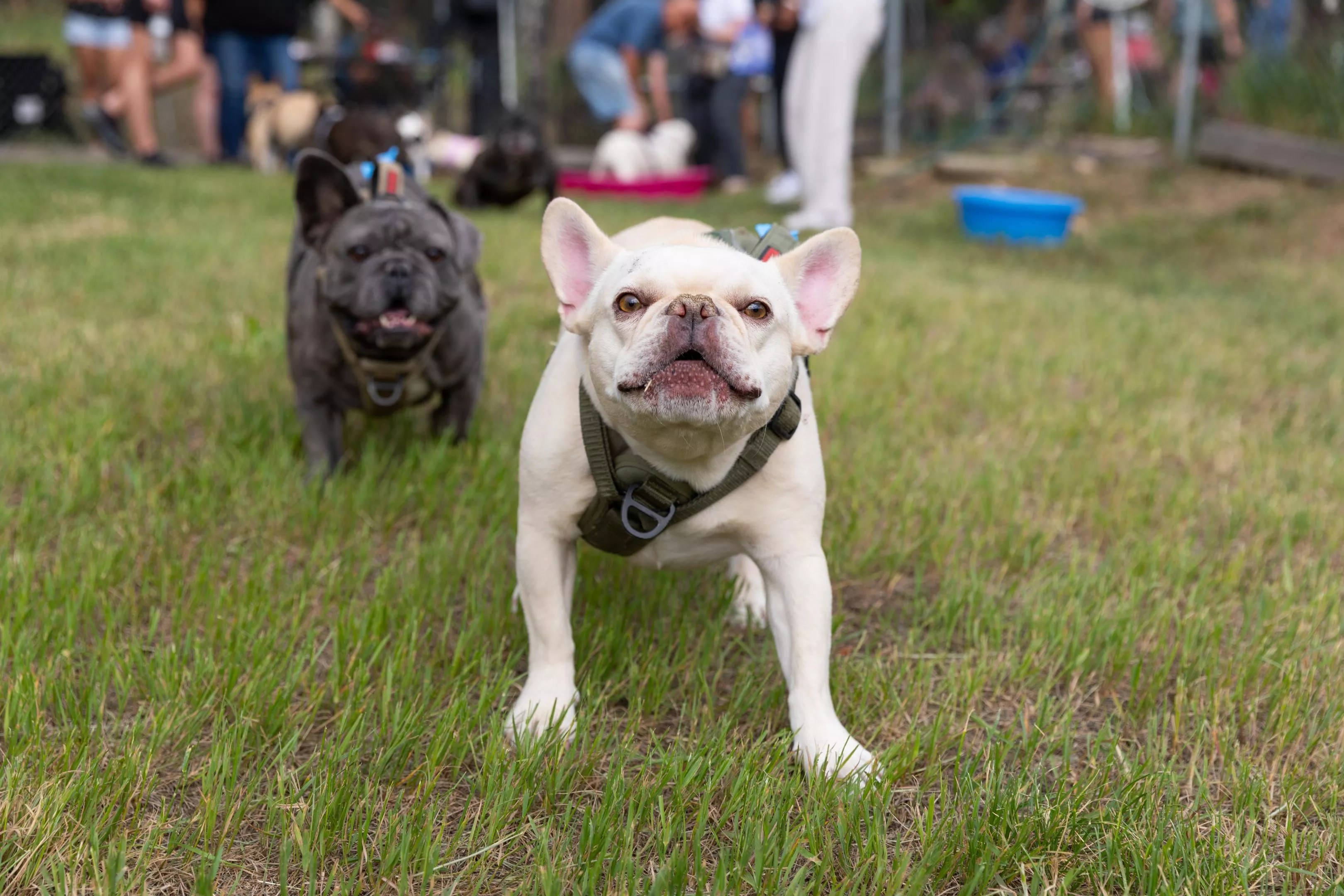 French Bulldogs in Conifer
