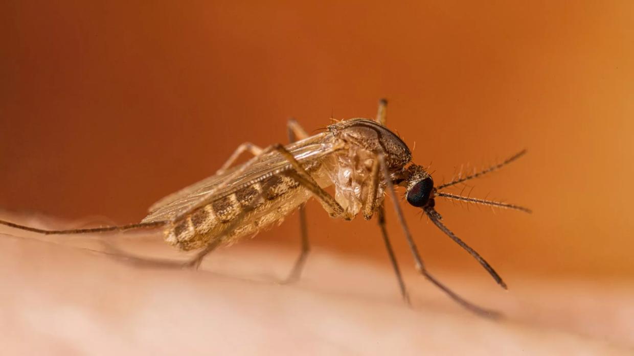 mosquito