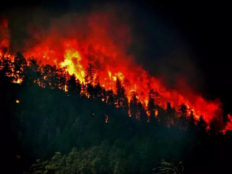 forest fire blaze
