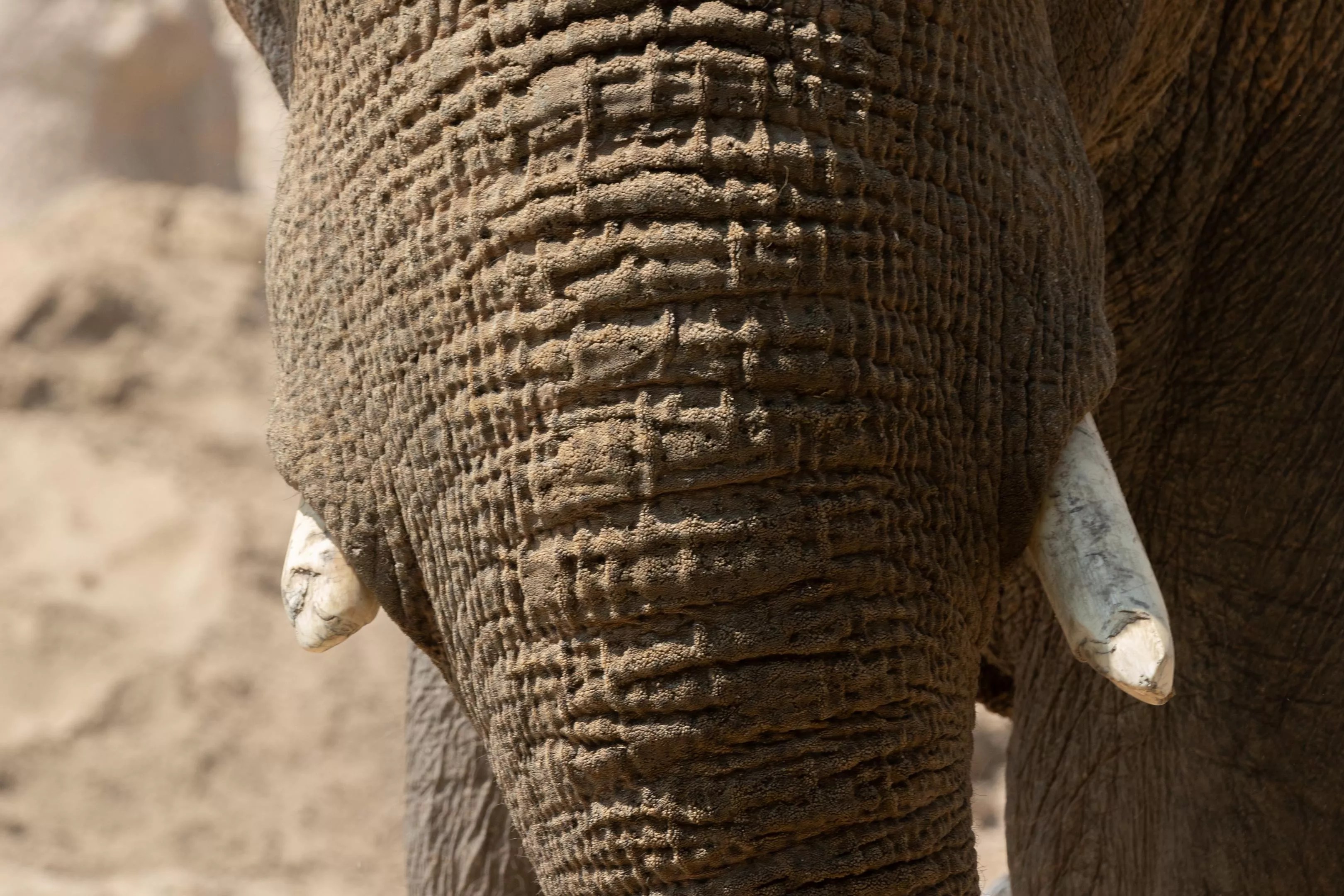 Elephant at DZCA