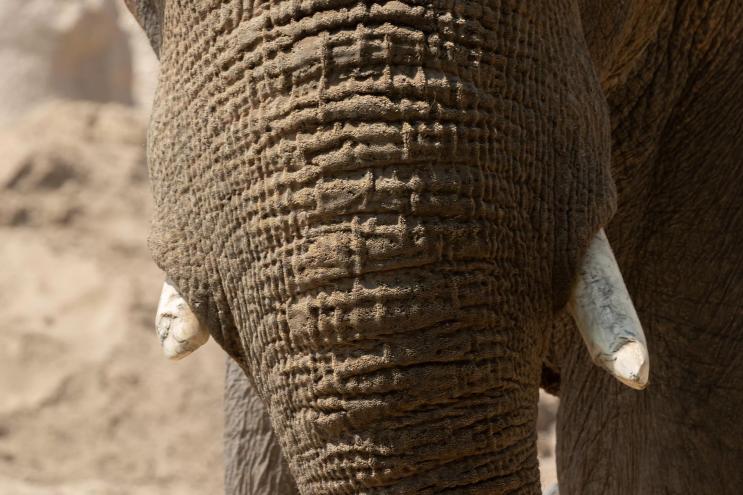 Elephant at DZCA