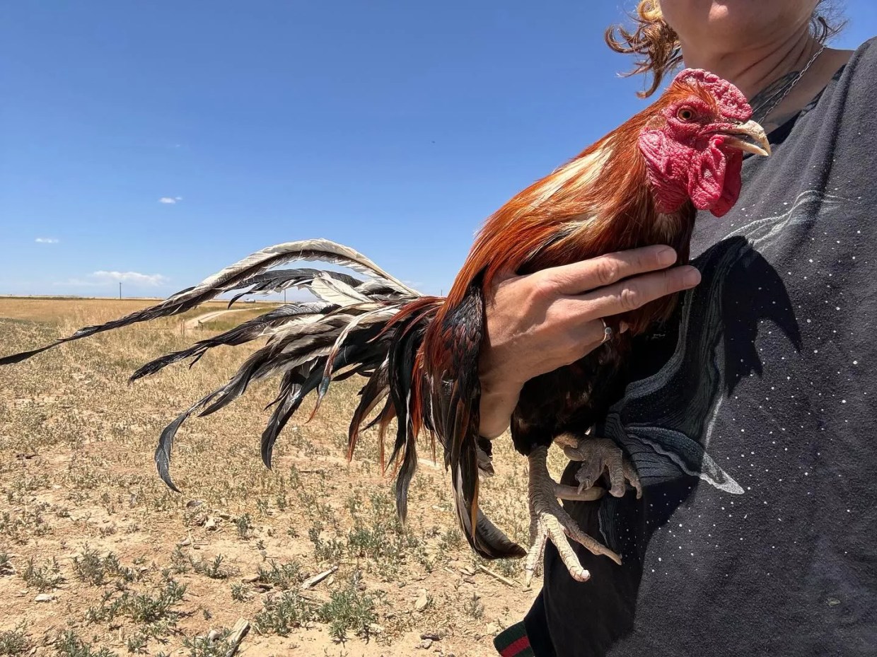 Rooster in the desert hills