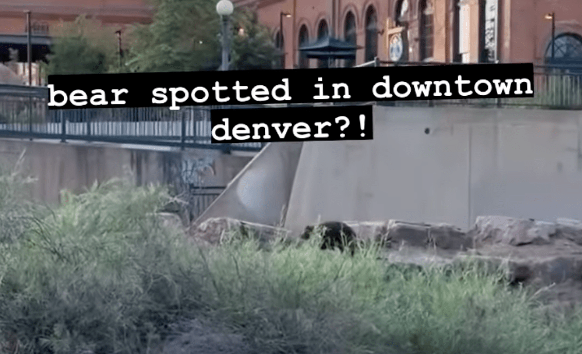 No, a Bear Was Not Spotted in Downtown Denver
