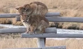 two bobcats