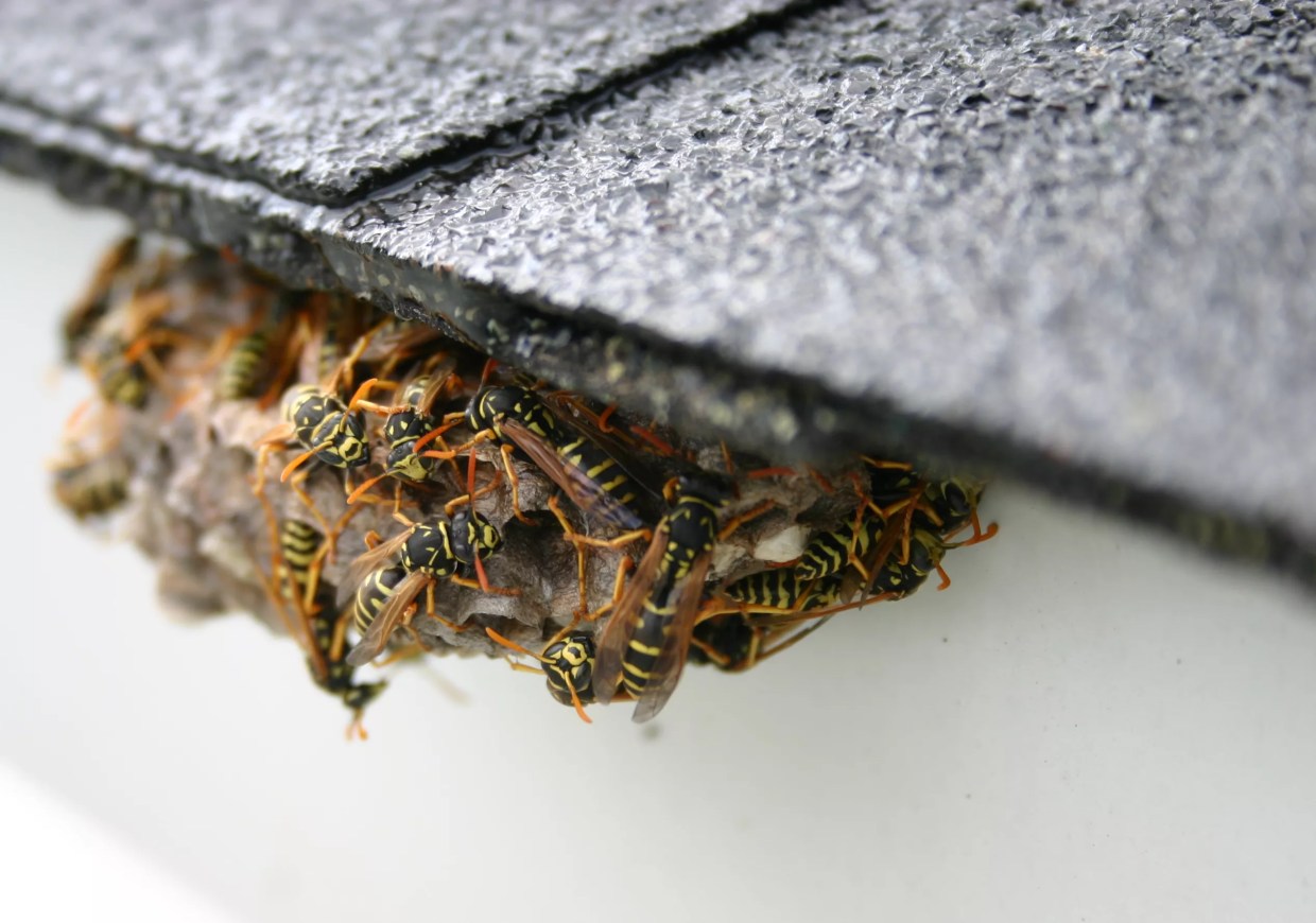 yellow jack wasp nest